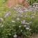 Photo Courtesy of Walter's Gardens, Inc.