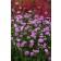 Photo Courtesy of TERRA NOVA® Nurseries, Inc.