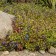 Photo Courtesy of Walter's Gardens, Inc.