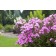 Photo Courtesy of Bailey Nurseries Inc.