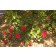 Photo Courtesy of Bailey Nurseries Inc.
