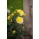 Photo Courtesy of Bailey Nurseries Inc.