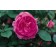 Photo Courtesy of Bailey Nurseries Inc.