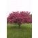 Photo Courtesy of Bailey Nurseries Inc.