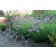 Photo Courtesy of TERRA NOVA® Nurseries, Inc.