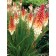 Photo Courtesy of TERRA NOVA® Nurseries, Inc.