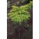 Top-Grafted Patio Tree Form-Photo Courtesy of Bailey Nurseries Inc.