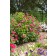 Photo Courtesy of Bailey Nurseries Inc.