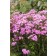 Photo Courtesy of Bailey Nurseries Inc.