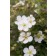 Photo Courtesy of Bailey Nurseries Inc.