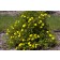 Photo Courtesy of Bailey Nurseries Inc.