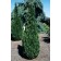 Photo Courtesy of Bailey Nurseries Inc.