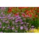 Photo Courtesy of TERRA NOVA® Nurseries, Inc.