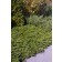 Photo Courtesy of Bailey Nurseries Inc.