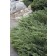 Photo Courtesy of Bailey Nurseries Inc.