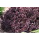 Photo Courtesy of Bailey Nurseries Inc.