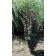 Photo Courtesy of Bailey Nurseries Inc.