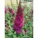 Photo Courtesy of Bailey Nurseries Inc.