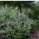 Photo Courtesy of Bailey Nurseries Inc.