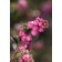 Photo Courtesy of Bailey Nurseries Inc.