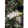 Photo Courtesy of Bailey Nurseries Inc.