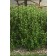 Photo Courtesy of Bailey Nurseries Inc.