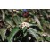 Photo Courtesy of Bailey Nurseries Inc.