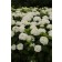 Photo Courtesy of Bailey Nurseries Inc.