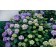 Photo Courtesy of Bailey Nurseries Inc.