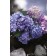 Photo Courtesy of Bailey Nurseries Inc.