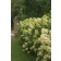 Photo Courtesy of Bailey Nurseries Inc.