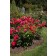 Photo Courtesy of Bailey Nurseries Inc.