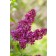 Photo Courtesy of Bailey Nurseries Inc.