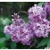Photo Courtesy of Bailey Nurseries Inc.
