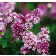Photo Courtesy of Bailey Nurseries Inc.