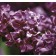 Photo Courtesy of Bailey Nurseries Inc.