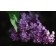 Photo Courtesy of Bailey Nurseries Inc.