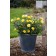 Photo Courtesy of Bailey Nurseries Inc.