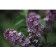 Photo Courtesy of Bailey Nurseries Inc.