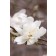 Photo Courtesy of Bailey Nurseries Inc.