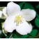 Photo Courtesy of Bailey Nurseries Inc.