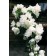 Photo Courtesy of Bailey Nurseries Inc.