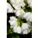 Photo Courtesy of Bailey Nurseries Inc.