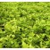 Photo Courtesy of Bailey Nurseries Inc.