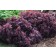 Photo Courtesy of Bailey Nurseries Inc.