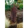 Photo Courtesy of Bailey Nurseries Inc.