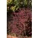 Photo Courtesy of Bailey Nurseries Inc.
