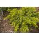 Photo Courtesy of Bailey Nurseries Inc.