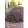 Photo Courtesy of Bailey Nurseries Inc.