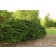 Photo Courtesy of Bailey Nurseries Inc,